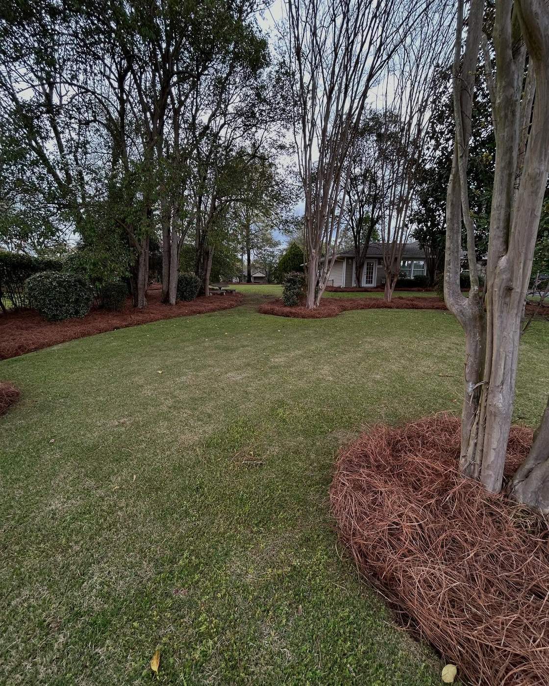 Well-maintained, pruned ornamental trees, Birmingham AL