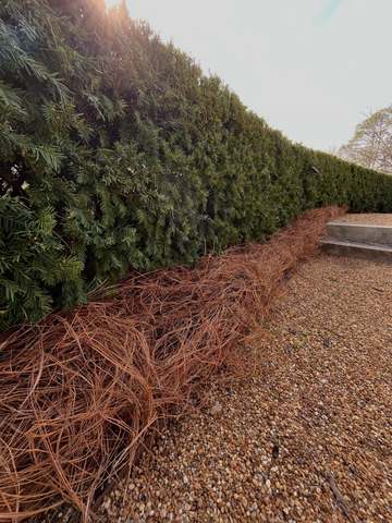 Hedge Trimming Service in Birmingham, AL by SOG Services